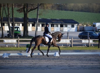 Oldenburgo, Caballo castrado, 5 años, 175 cm, Castaño oscuro