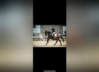 Oldenburgo, Caballo castrado, 5 años, 175 cm, Castaño oscuro