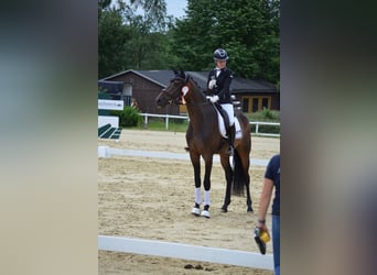Oldenburgo, Caballo castrado, 5 años, 175 cm, Castaño oscuro