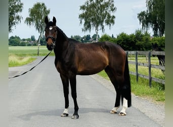 Oldenburgo, Caballo castrado, 5 años, 175 cm, Castaño oscuro
