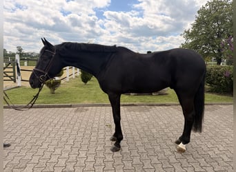 Oldenburgo, Caballo castrado, 5 años, 175 cm, Negro