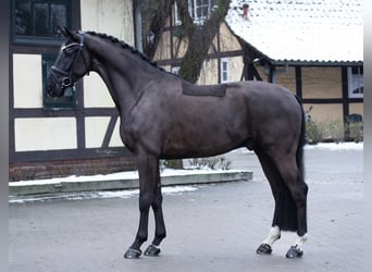 Oldenburgo, Caballo castrado, 5 años, 175 cm, Negro