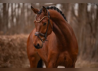 Oldenburgo, Caballo castrado, 5 años, 176 cm, Castaño