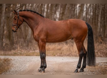 Oldenburgo, Caballo castrado, 5 años, 176 cm, Castaño