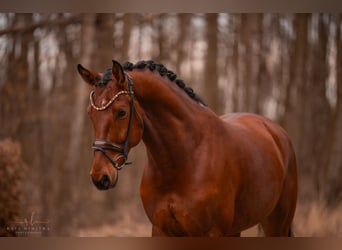 Oldenburgo, Caballo castrado, 5 años, 176 cm, Castaño