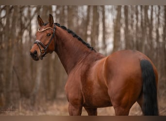 Oldenburgo, Caballo castrado, 5 años, 176 cm, Castaño