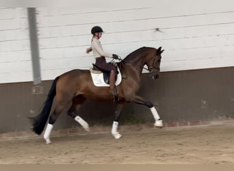 Oldenburgo, Caballo castrado, 5 años, 176 cm, Castaño