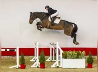 Oldenburgo, Caballo castrado, 5 años, 176 cm, Castaño