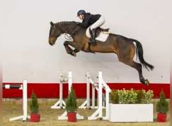 Oldenburgo, Caballo castrado, 5 años, 176 cm, Castaño