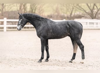 Oldenburgo, Caballo castrado, 5 años, 176 cm, Tordo