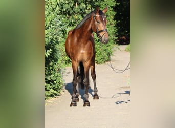 Oldenburgo, Caballo castrado, 5 años, 177 cm, Castaño