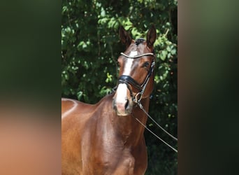 Oldenburgo, Caballo castrado, 5 años, 177 cm, Castaño