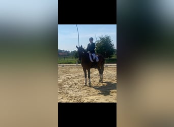 Oldenburgo, Caballo castrado, 5 años, 177 cm, Castaño oscuro