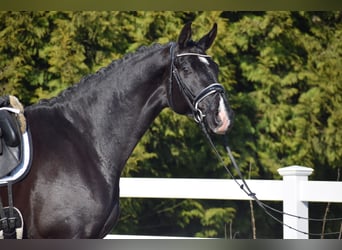 Oldenburgo, Caballo castrado, 5 años, 177 cm, Negro