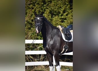 Oldenburgo, Caballo castrado, 5 años, 177 cm, Negro