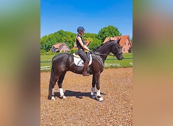 Oldenburgo, Caballo castrado, 5 años, 177 cm, Negro