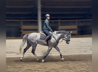 Oldenburgo, Caballo castrado, 5 años, 177 cm, Tordo rodado