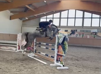 Oldenburgo, Caballo castrado, 5 años, 177 cm, Tordo rodado
