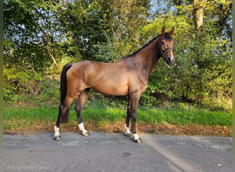 Oldenburgo, Caballo castrado, 5 años, 178 cm, Castaño
