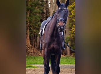 Oldenburgo, Caballo castrado, 5 años, 178 cm, Castaño