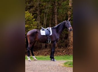 Oldenburgo, Caballo castrado, 5 años, 178 cm, Castaño