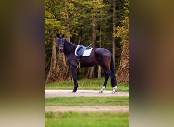 Oldenburgo, Caballo castrado, 5 años, 178 cm, Castaño