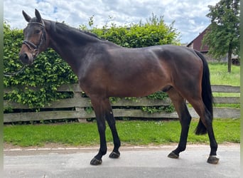Oldenburgo, Caballo castrado, 5 años, 178 cm, Castaño oscuro