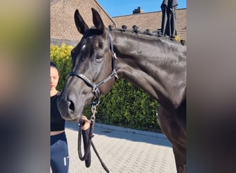 Oldenburgo, Caballo castrado, 5 años, 178 cm, Negro