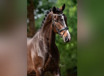 Oldenburgo, Caballo castrado, 5 años, 179 cm, Morcillo