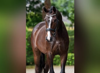 Oldenburgo, Caballo castrado, 5 años, 179 cm, Morcillo