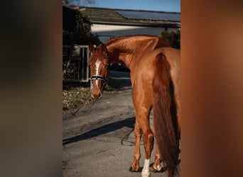 Oldenburgo, Caballo castrado, 5 años, 180 cm, Alazán