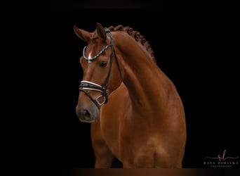 Oldenburgo, Caballo castrado, 5 años, 180 cm, Alazán-tostado