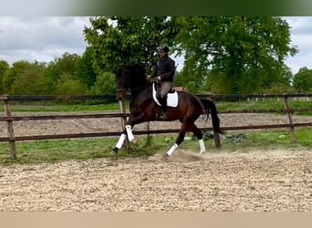 Oldenburgo, Caballo castrado, 5 años, 180 cm, Castaño oscuro