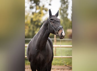 Oldenburgo, Caballo castrado, 5 años, 180 cm, Morcillo