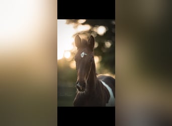 Oldenburgo, Caballo castrado, 5 años, 181 cm, Pío