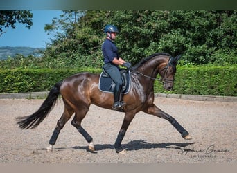 Oldenburgo, Caballo castrado, 5 años, 183 cm, Castaño rojizo