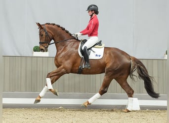 Oldenburgo, Caballo castrado, 5 años, Alazán-tostado