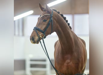 Oldenburgo, Caballo castrado, 5 años, Alazán-tostado