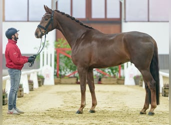 Oldenburgo, Caballo castrado, 5 años, Alazán-tostado