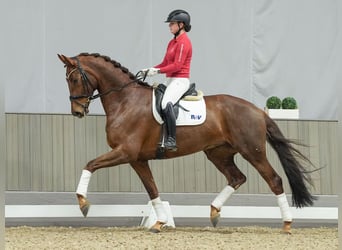 Oldenburgo, Caballo castrado, 5 años, Alazán-tostado