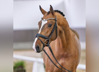 Oldenburgo, Caballo castrado, 5 años, Castaño