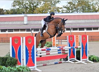 Oldenburgo, Caballo castrado, 5 años, Castaño