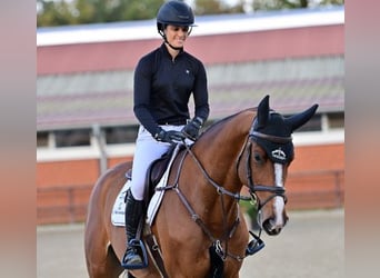 Oldenburgo, Caballo castrado, 5 años, Castaño