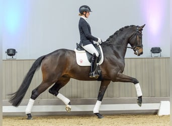 Oldenburgo, Caballo castrado, 5 años, Castaño oscuro