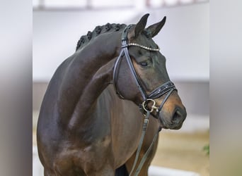 Oldenburgo, Caballo castrado, 5 años, Castaño oscuro