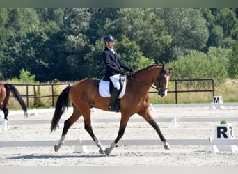 Oldenburgo, Caballo castrado, 5 años, Castaño rojizo