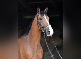Oldenburgo, Caballo castrado, 5 años, Castaño rojizo