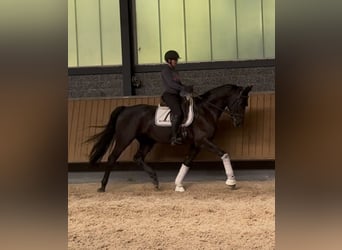 Oldenburgo, Caballo castrado, 5 años, Negro