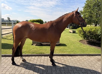 Oldenburgo, Caballo castrado, 6 años, 160 cm, Castaño