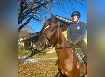 Oldenburgo, Caballo castrado, 6 años, 162 cm, Alazán